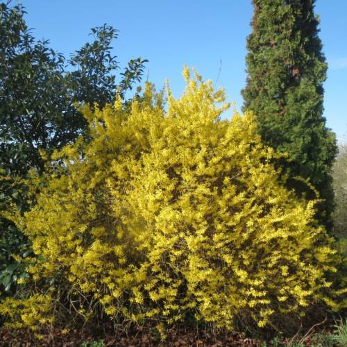 bushy tree with lime-yellow leaves and thin woody grey-brown branches
