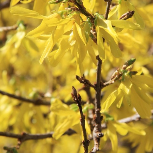 Yellow flowers with lime-yellow buds and sepals, brown stems and branches.