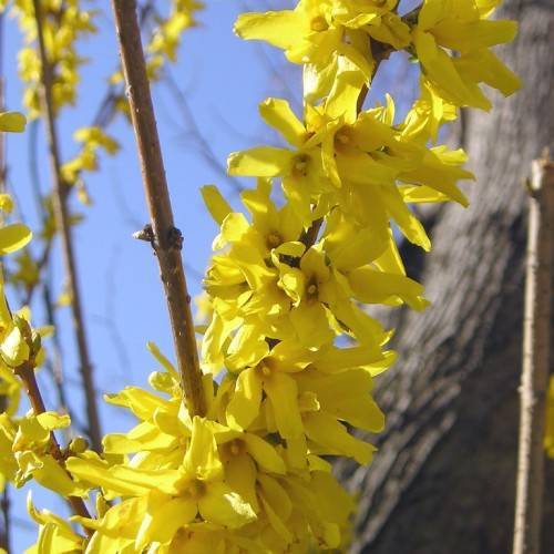 clusters of bright yellow flowers with yellow stamens along brown woody stems