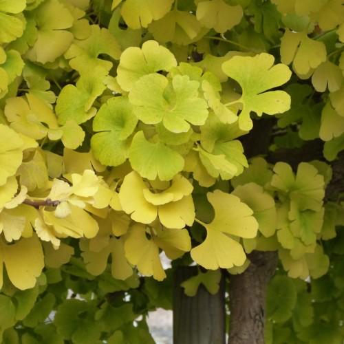 lime-yellow leaves with yellow stems and dark-brown trunk