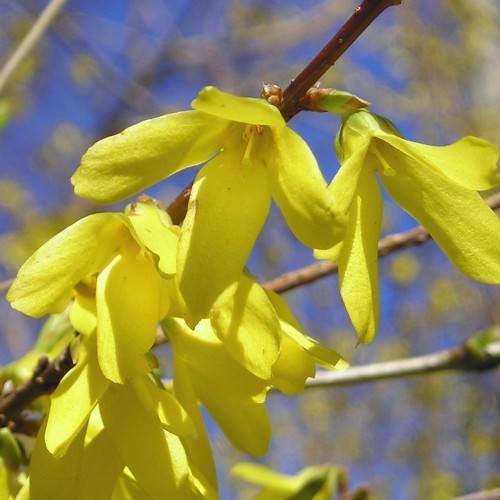 bright yellow flowers with four petals and green sepals along brown stems