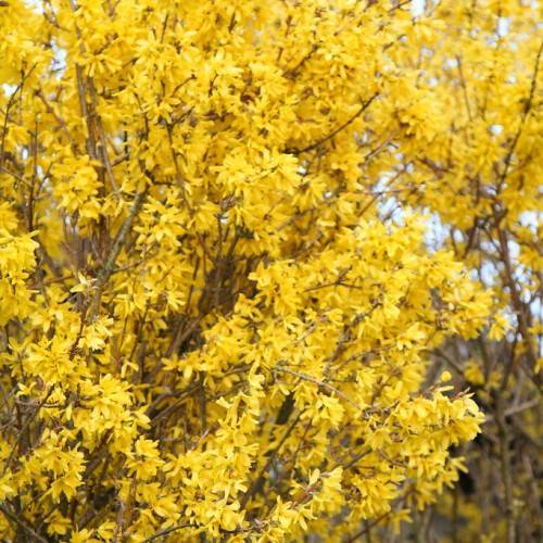 Forsythia intermedia 'Lynwood Variety'; brown woody stems with bright yellow flowers