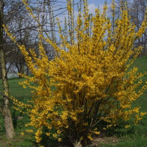 yellow flowers with brown stems