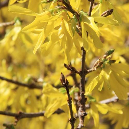 lemon-yellow flowers with green sepals and brown woody stems
