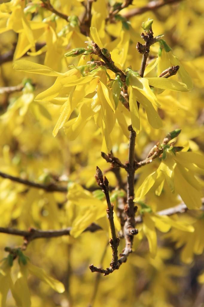 lemon-yellow flowers with green sepals and brown woody stems