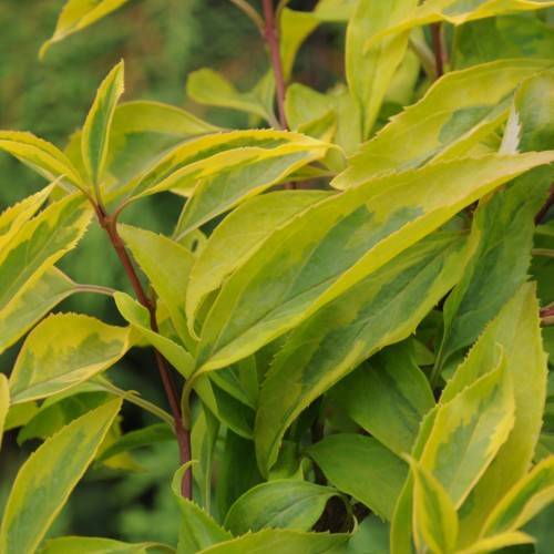 Forsythia intermedia 'Variegata'; green, lanceolate-shaped leaves with yellow margins and burgundy stems