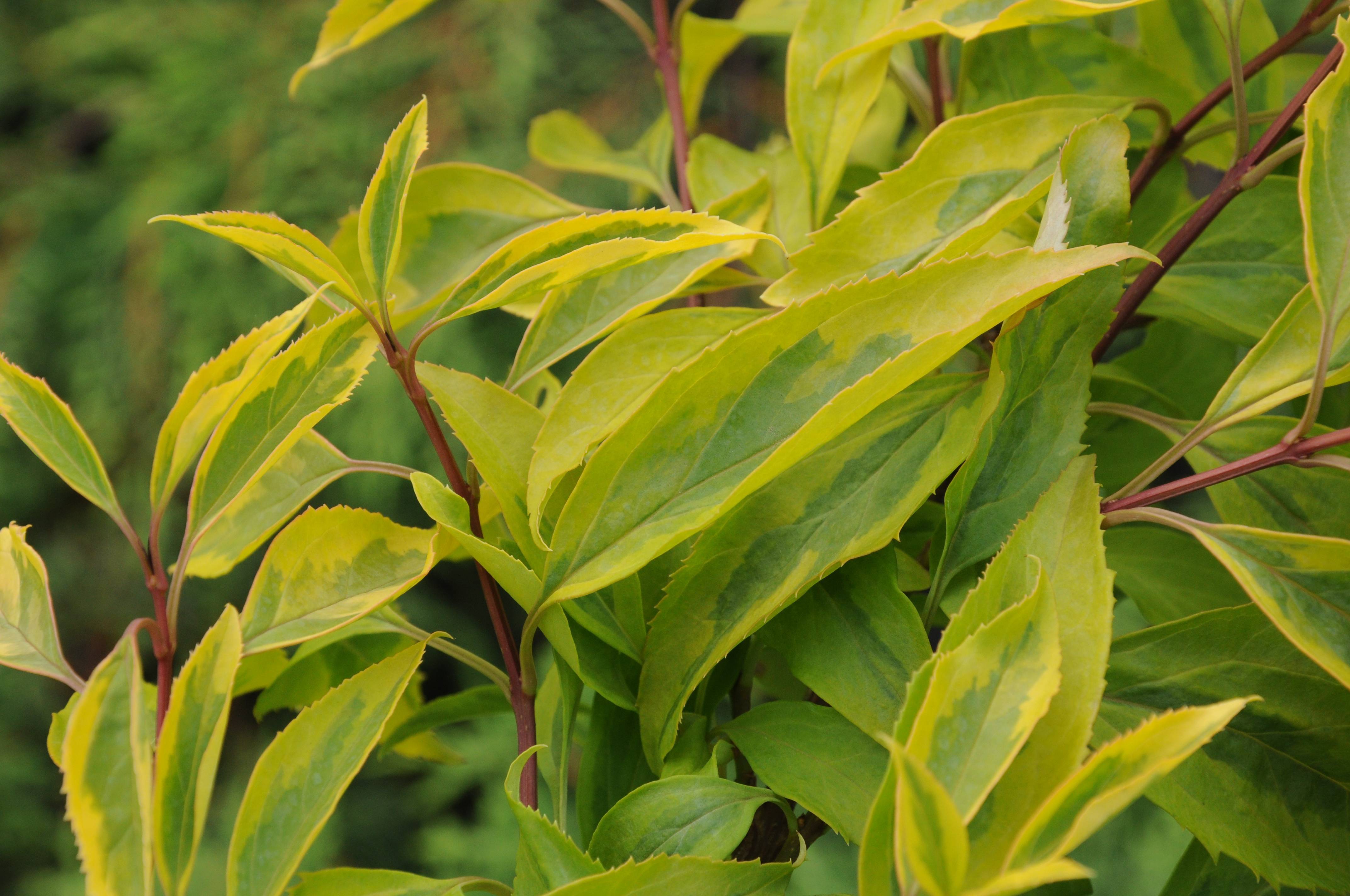 Forsythia intermedia 'Variegata'; green, lanceolate-shaped leaves with yellow margins and burgundy stems
