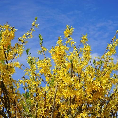 yellow flowers, green leaves and brown branches