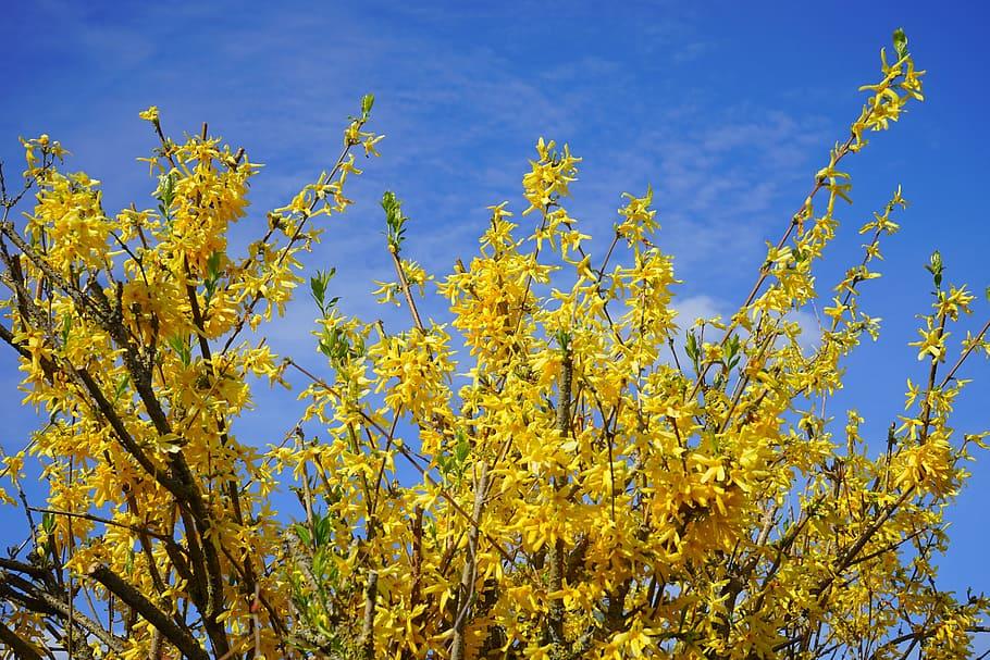 yellow flowers, green leaves and brown branches