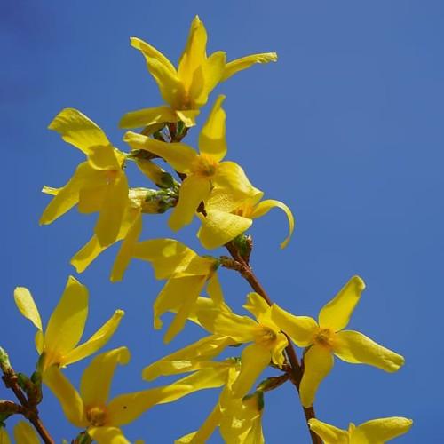 yellow flowers with orange center, green sepals and brown branches