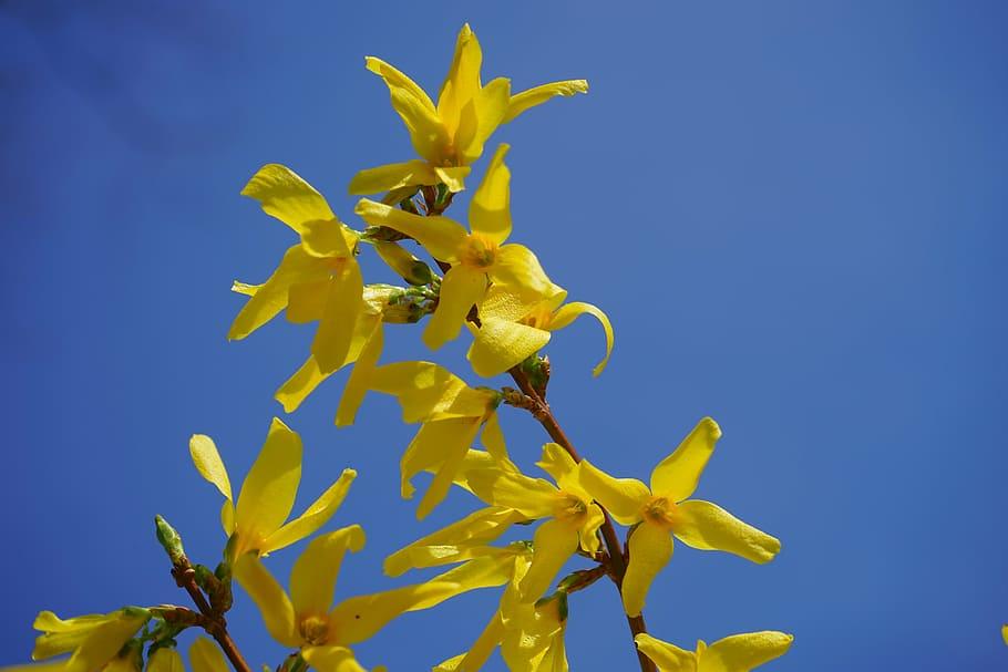 yellow flowers with orange center, green sepals and brown branches