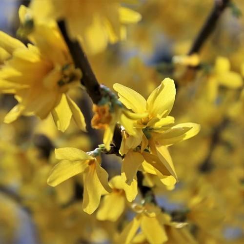 yellow flowers with orange center and brown branches