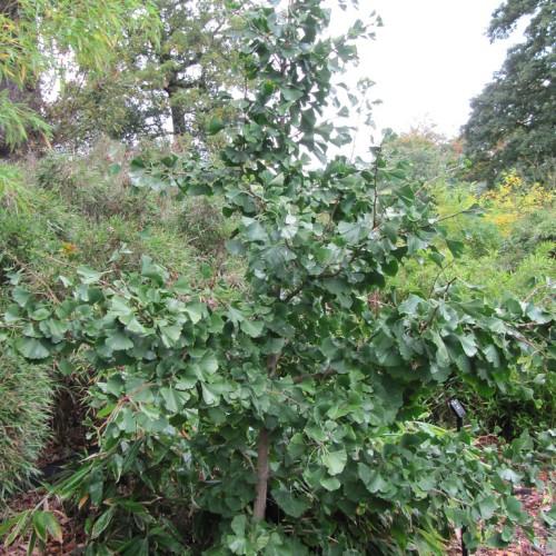 A tree with gray-brown trunk, brown-gray branches, loaded with dark-green leaves.