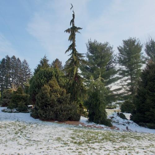 A couple of trees with dark-green leaves on dark-brown branches.