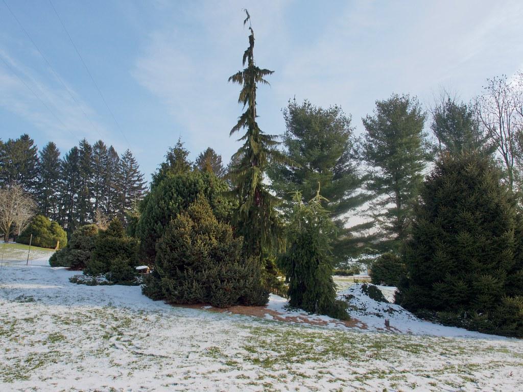 A couple of trees with dark-green leaves on dark-brown branches.