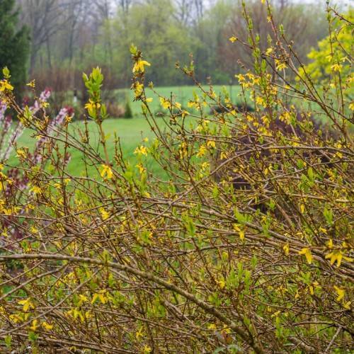 bush with yellow flowers green leaves and dry gray-brown stems