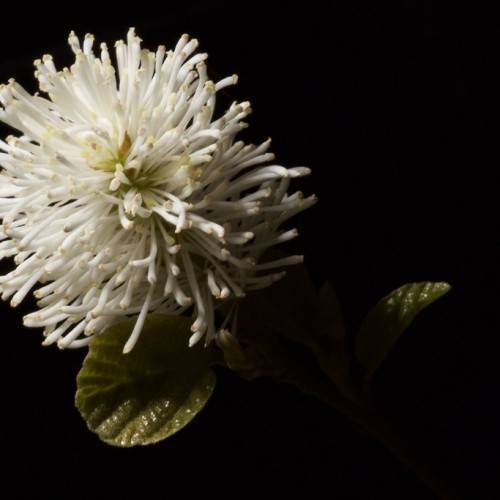 Fothergilla gardenii(witch alder); white-colored, pom-pom-like flower with olive-green round leaves