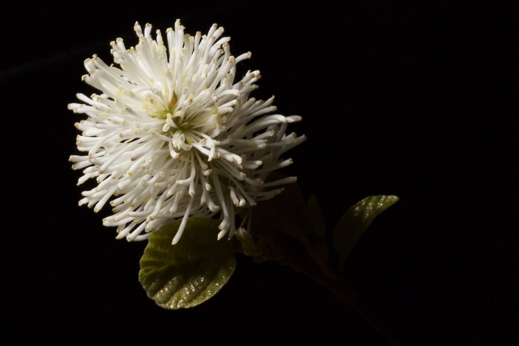 Fothergilla gardenii(witch alder); white-colored, pom-pom-like flower with olive-green round leaves