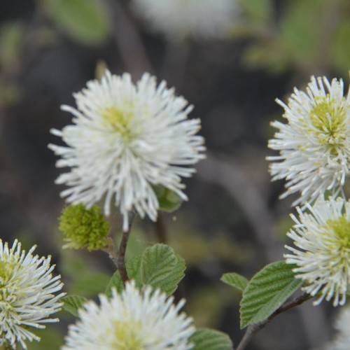 pom-pom-like white flowers with pale-white center and small, lanceolate green leaves