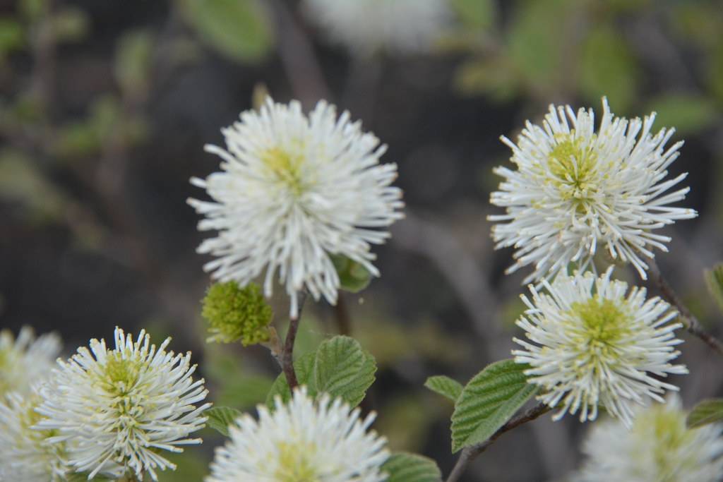 pom-pom-like white flowers with pale-white center and small, lanceolate green leaves