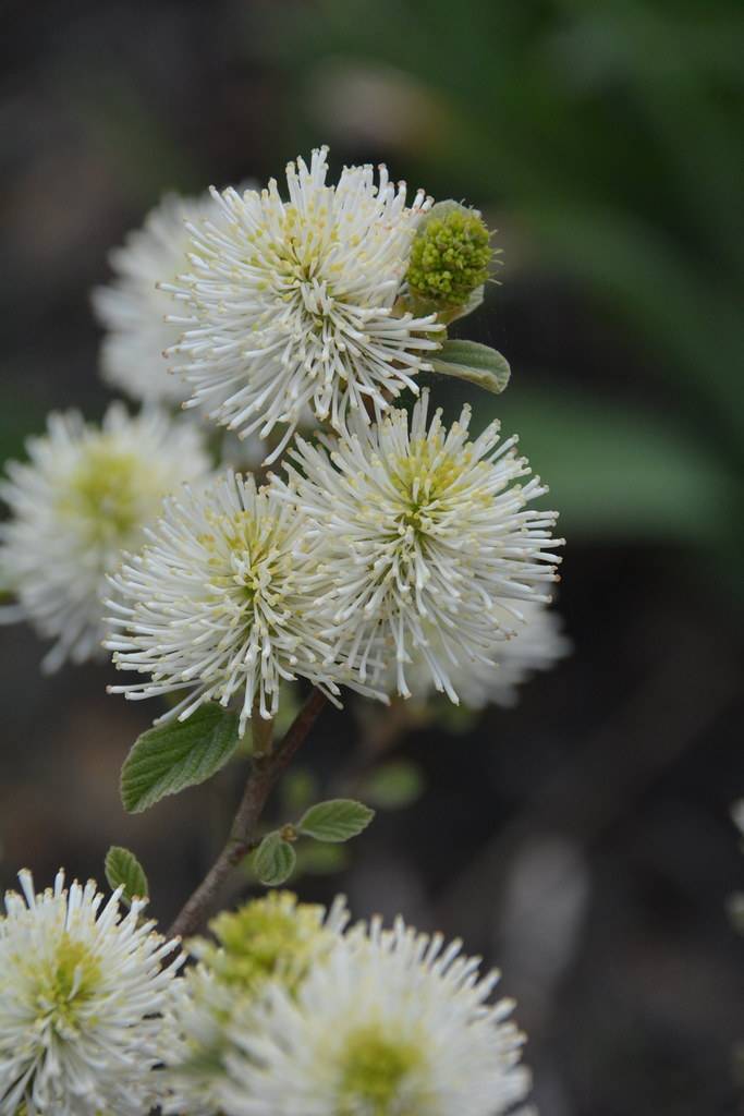 cluster of pom-pom-like white flowers with yellow-green center, green buds, small, lanceolate green leaves, and gray-brown stems