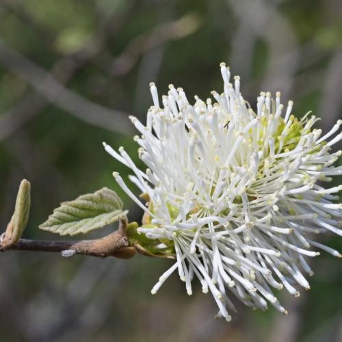 white flower with beige anthers, olive leaves and brown branches