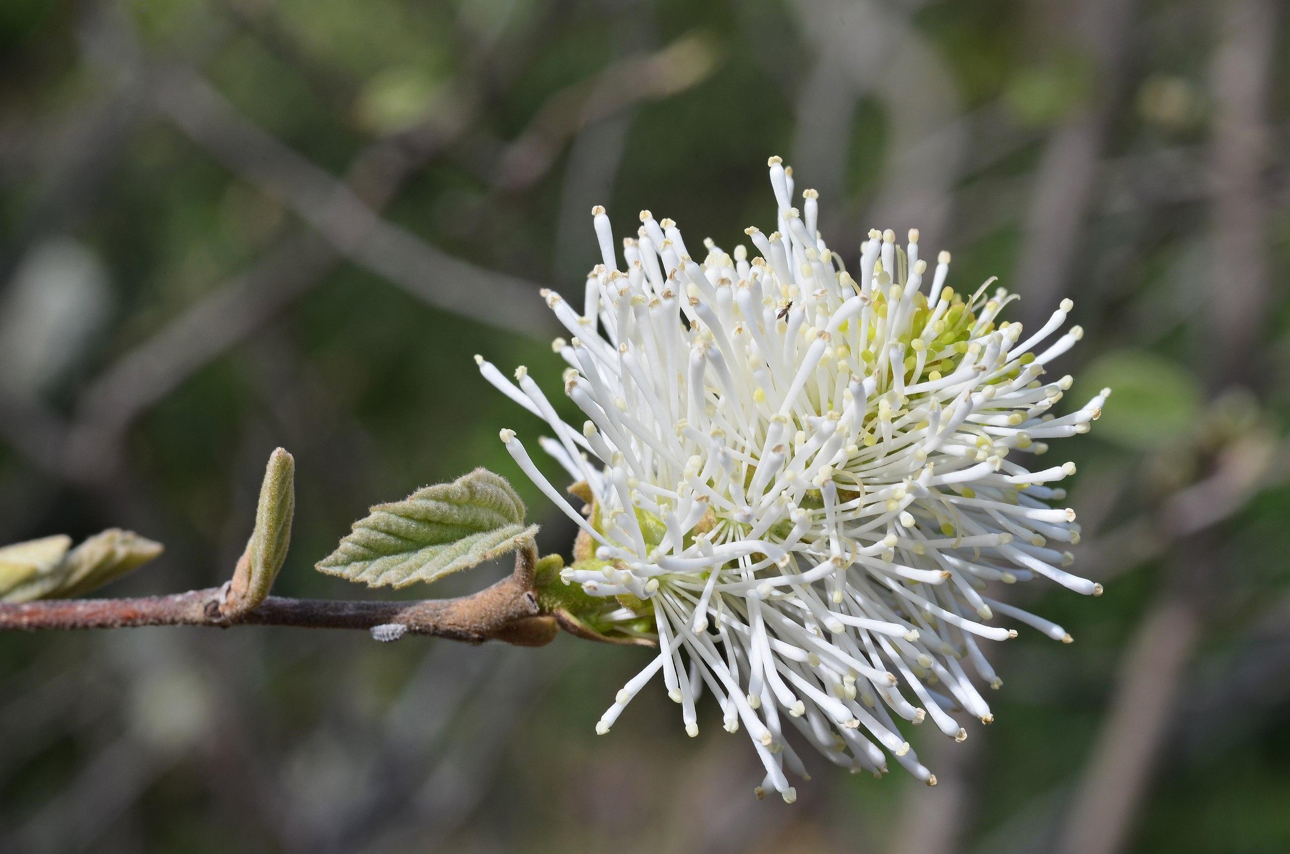 white flower with beige anthers, olive leaves and brown branches