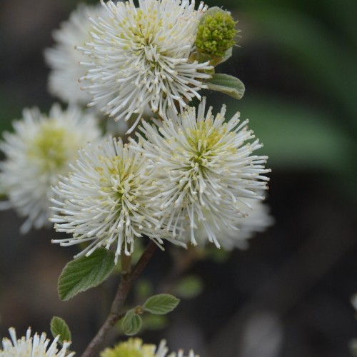 White flower with lime center, white filaments, yellow anthers, brown stems and green leaves.