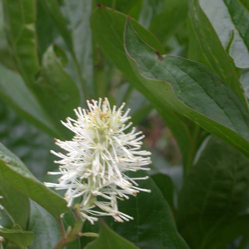 white-colored, pom-pom shaped flower with large, smooth, green leaves