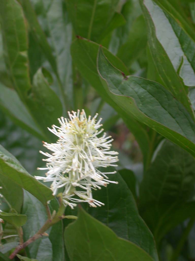 white-colored, pom-pom shaped flower with large, smooth, green leaves