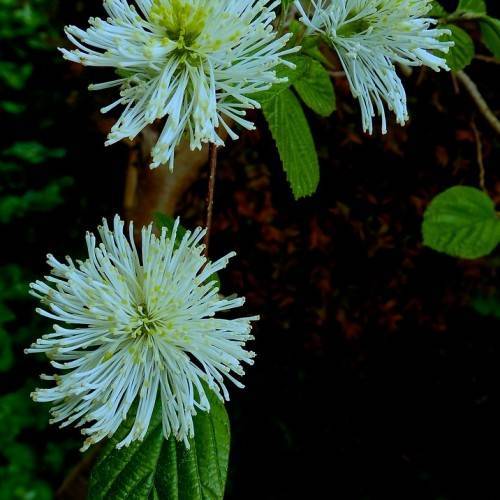 Fothergilla intermedia 'Blue Shadow': pom-pom like, fibrous, white flowers with yellow-green center and lanceolate green leaves