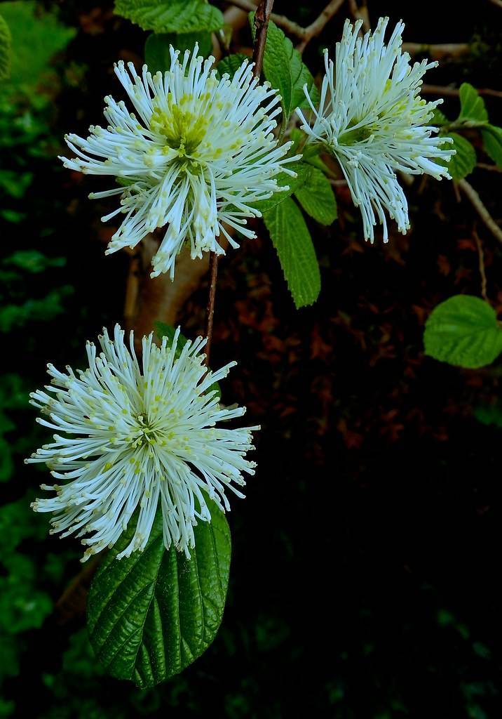 Fothergilla intermedia 'Blue Shadow': pom-pom like, fibrous, white flowers with yellow-green center and lanceolate green leaves