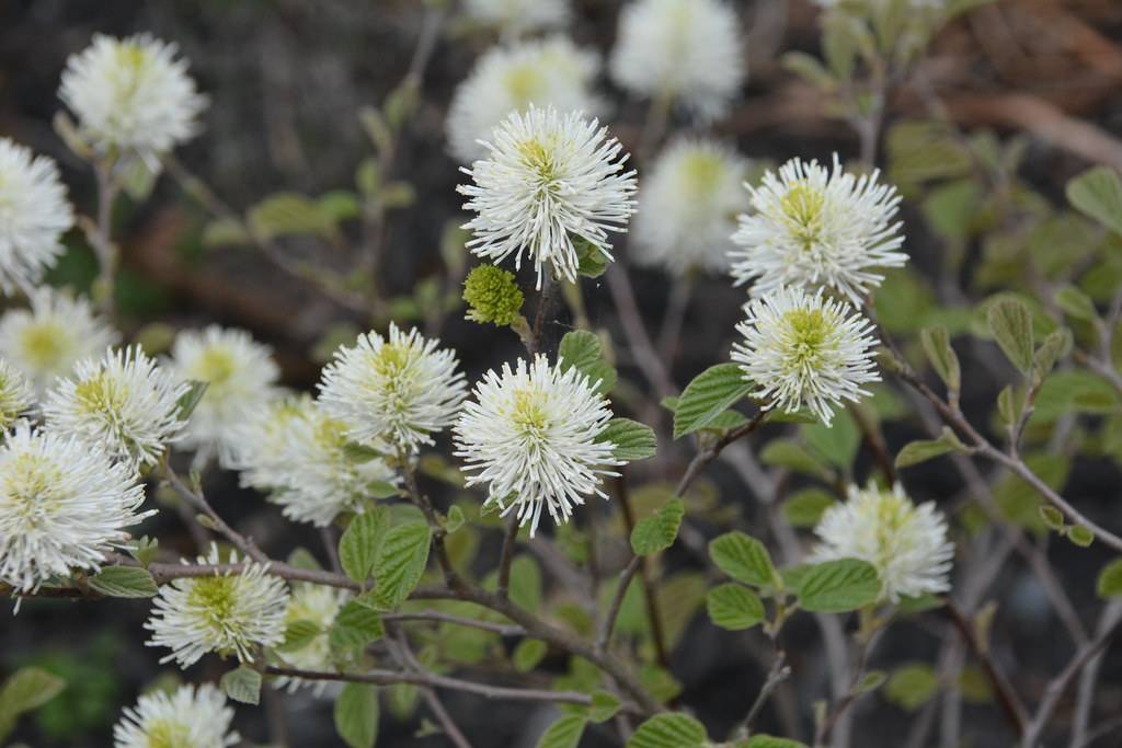 white, pom-pom like flowers with small green leaves and gray-brown stems