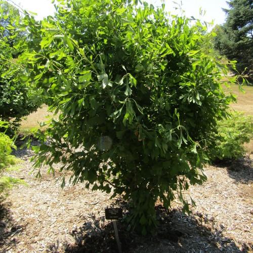 green shrub with brown stems