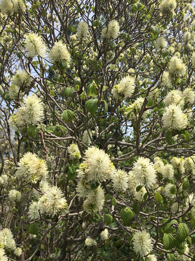 Fothergilla major 'Arkansas Beauty'; cone-shaped, white-colored, pom-pom-like, flowers with green leaves and gray-brown stems