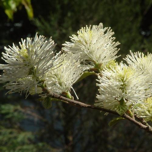 Fothergilla major 'Arkansas Beauty'(witch alder); white, brush-like flowers with olive-green leaves and gray-brown stems