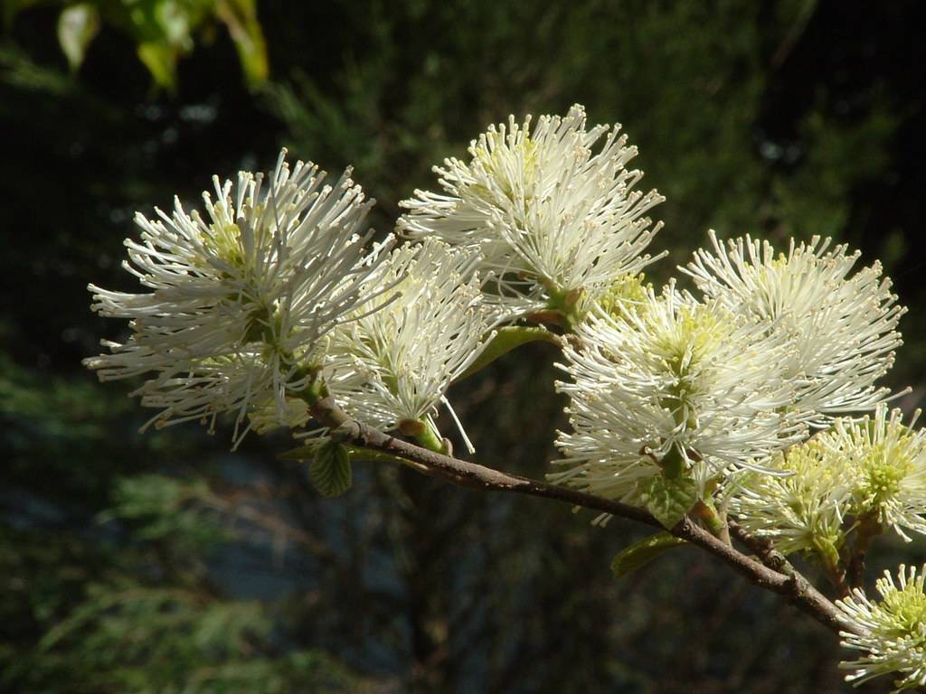 Fothergilla major 'Arkansas Beauty'(witch alder); white, brush-like flowers with olive-green leaves and gray-brown stems