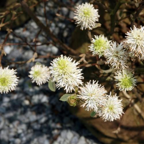 white-lime flowers with green leaves and brown branches