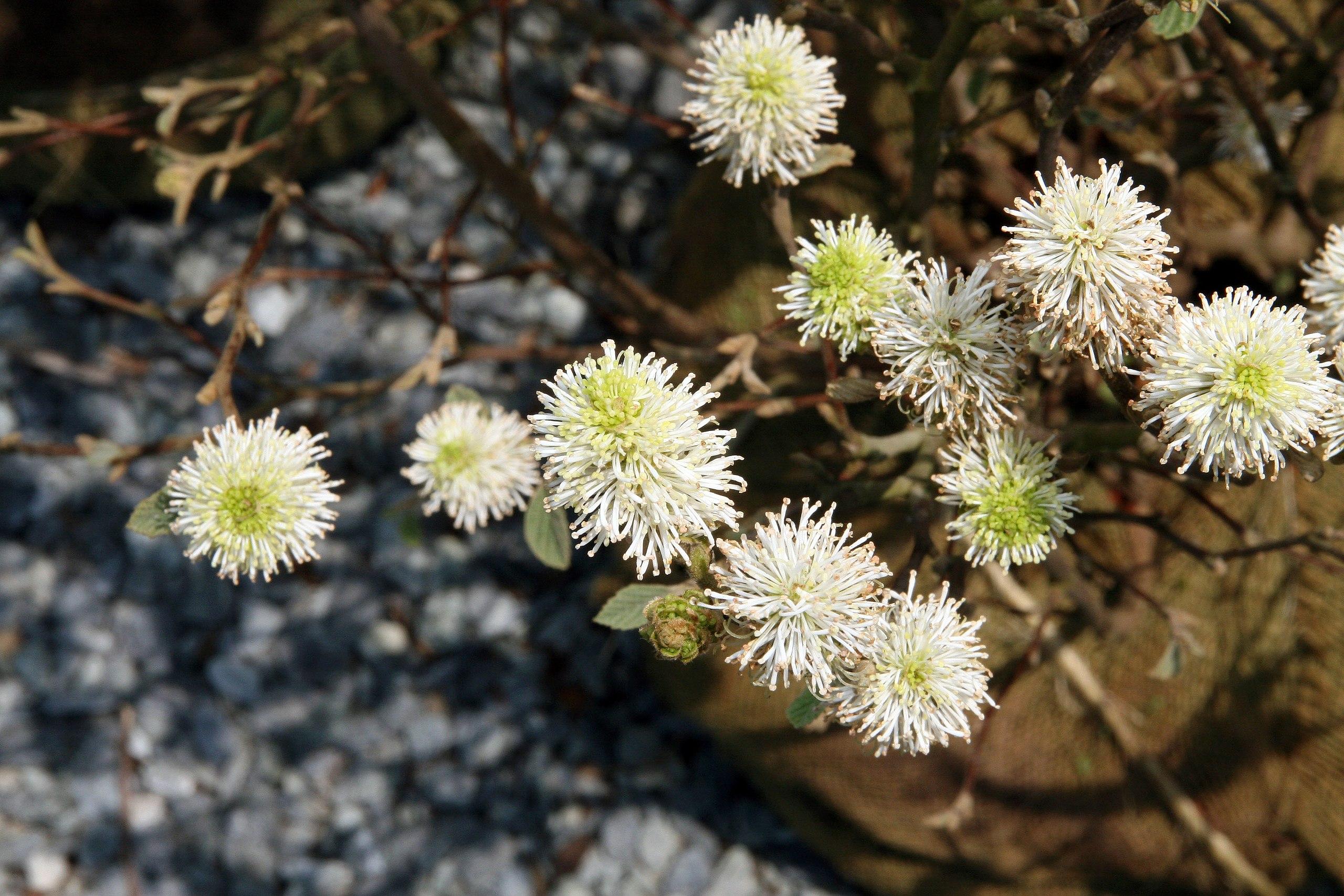 white-lime flowers with green leaves and brown branches