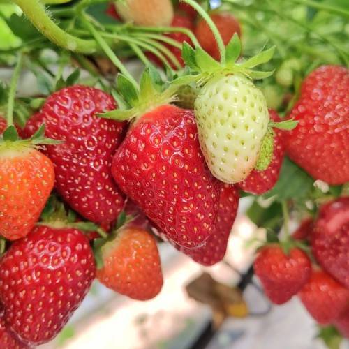 bunch of red-colored, cone-like fruits with green stems and leaves