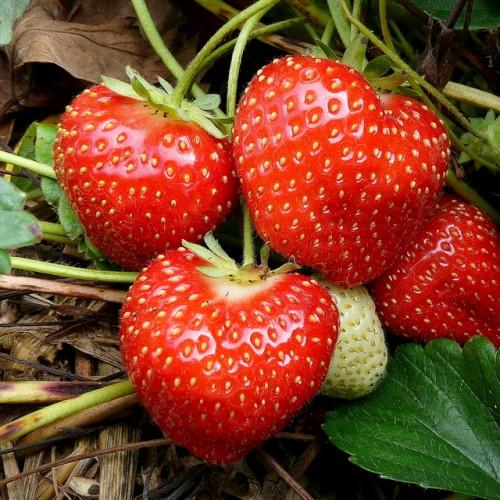 Red-white Fruit with light green sepals and stems, green leaves and light-yellow veins.