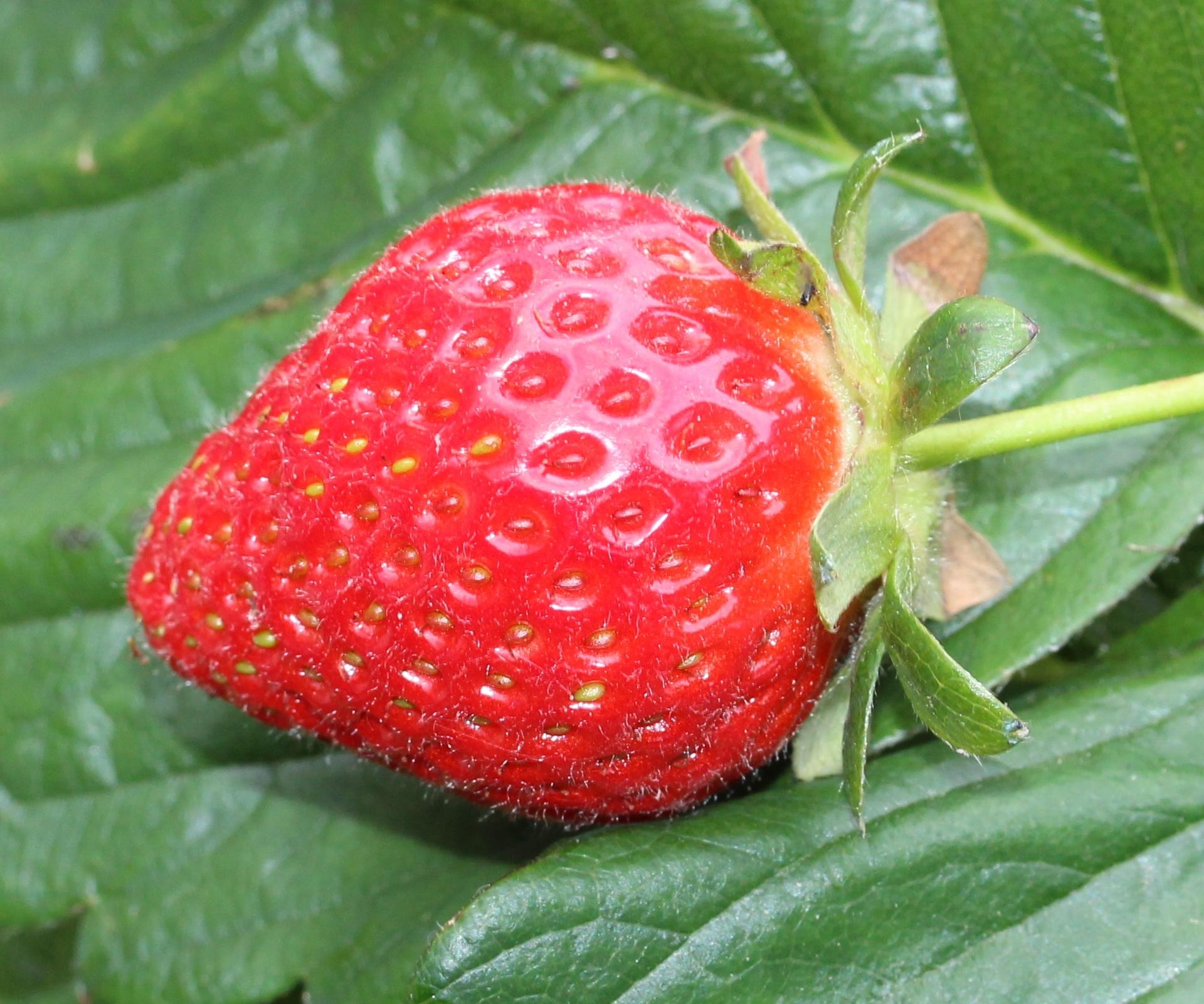 bright-red fruits with yellow-lime sepals, stems and green leaves