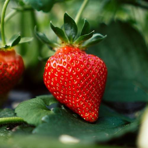 red fruits with green stems and leaves
