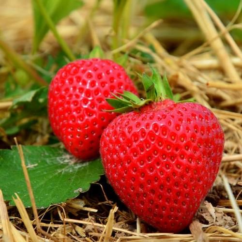  red fruits with green leaves and green-beige stems 