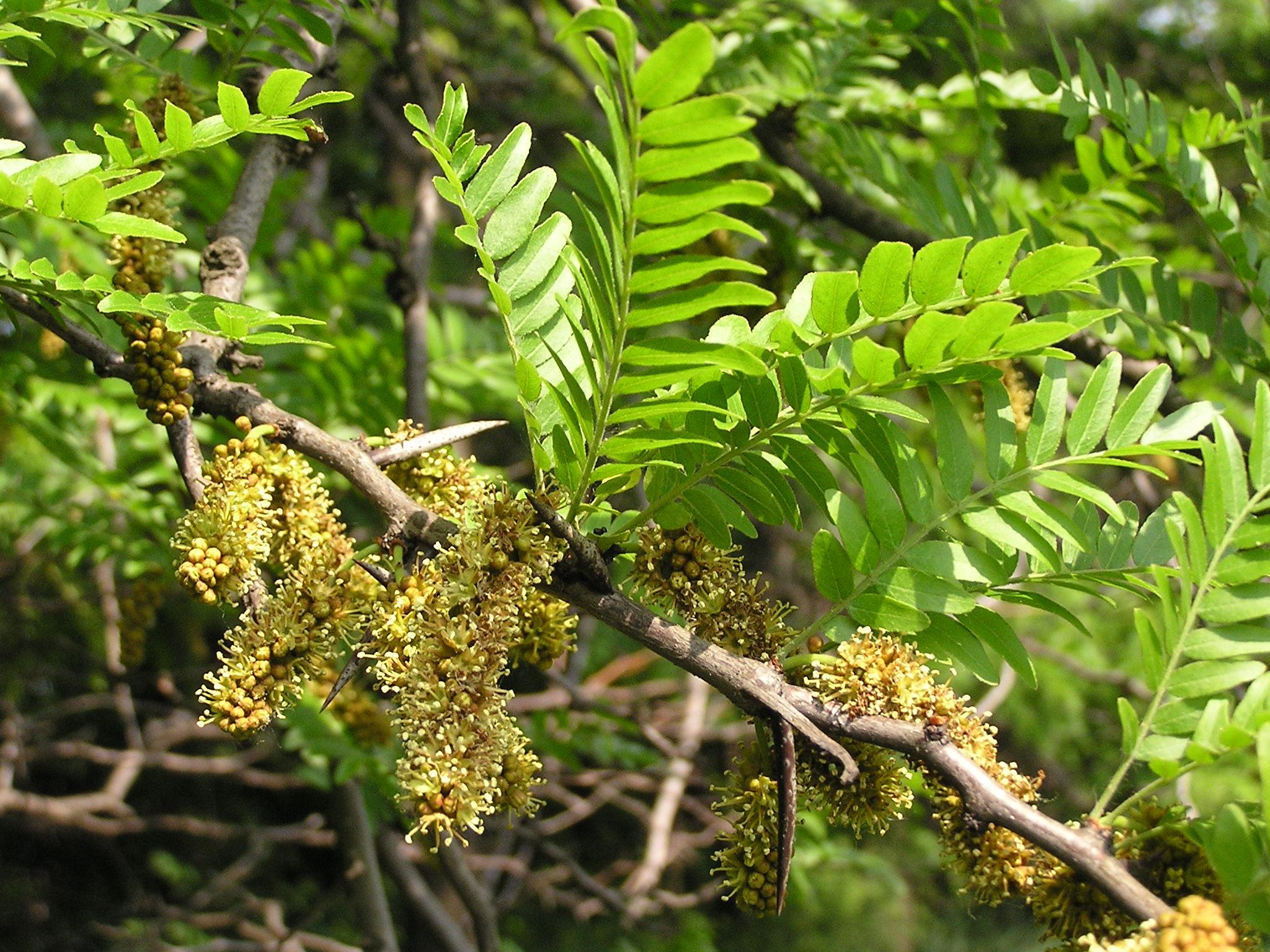 green leaves with red-lime flowers on lime stems and dark-brown branches