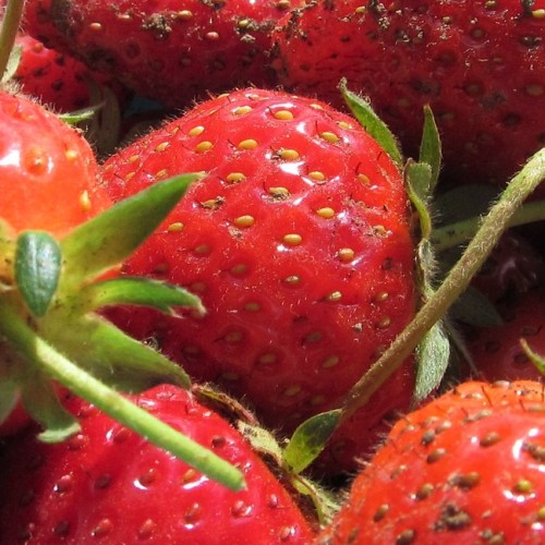 Scarlet fruit with green sepals and stems.