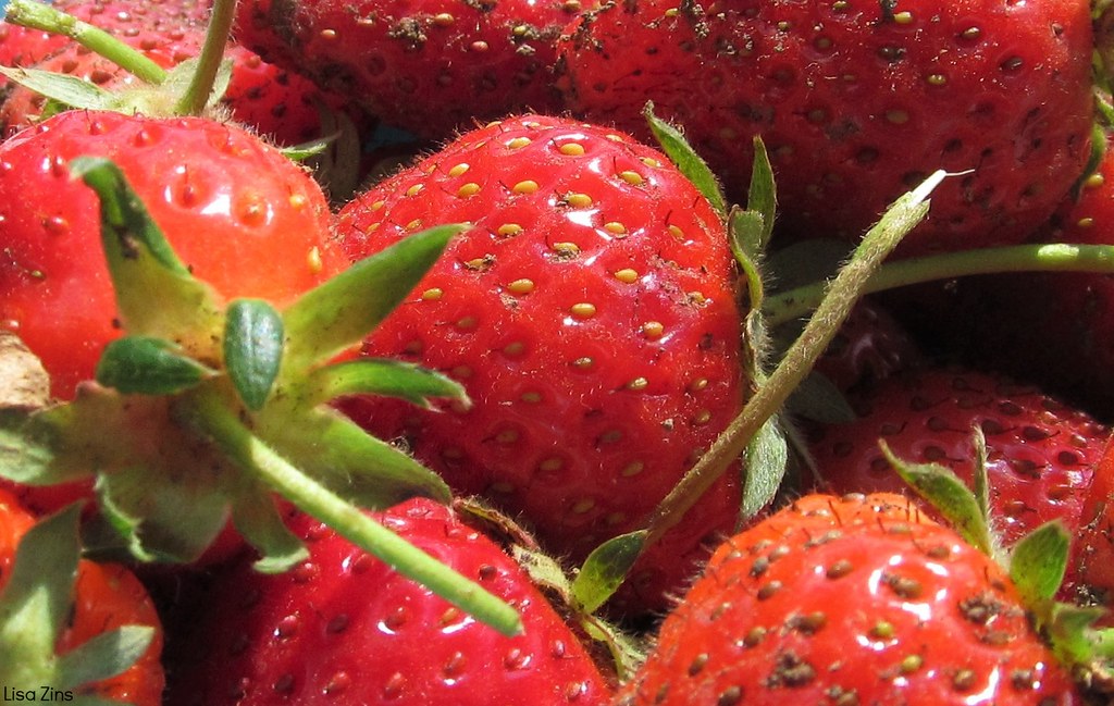 red, fleshy fruits with golden akenes, green sepals and reddish-green stems