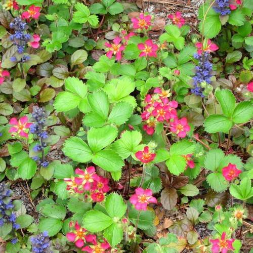 red, yellow, and blue flowers with lobed green leaves