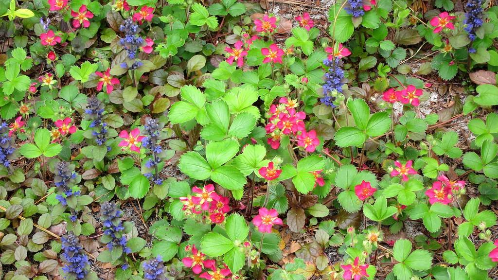 red, yellow, and  blue flowers with lobed green leaves