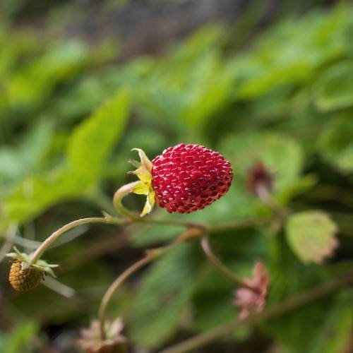 wild strawberry(Fragaria 'Mara des Bois') deep-red, round fruit with akenes, yellow-green sepal, and reddish-green stems